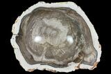 Beautiful Polished Petrified Wood Dish - Madagascar #142800-1
